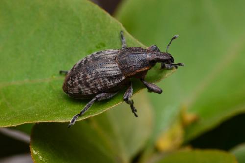 Pseudocleonus cinereus