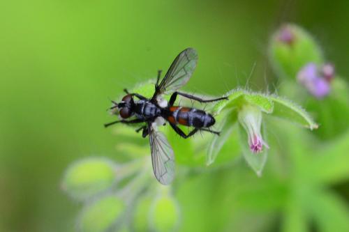 Réf. 204 373 : Cylindromyia pusilla