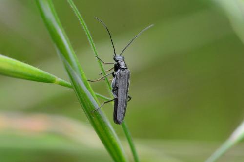 Oedemera sp.