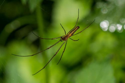 Tetragnatha sp.
