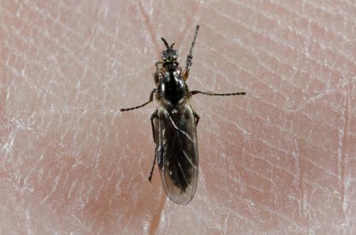 Réf. 204 015 : Dilophus antipedalis