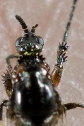 Dilophus antipedalis