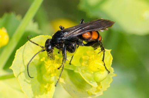 Réf. 204 012 : Anoplius viaticus