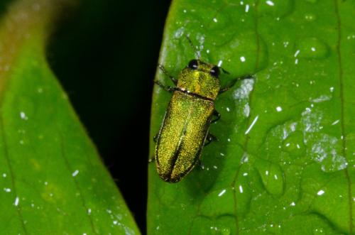 Réf. 204 174 : Anthaxia nitidula