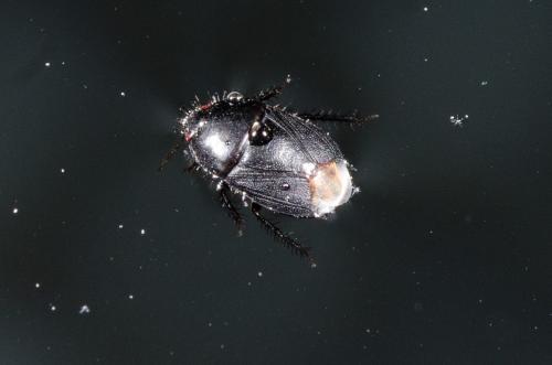 Geotomus sp.
