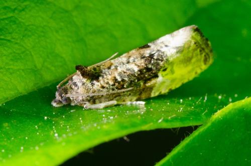 Hedya nubiferana