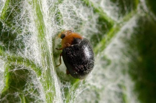 Scymnus rubromaculatus