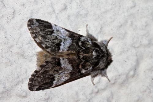 Drymonia dodonaea