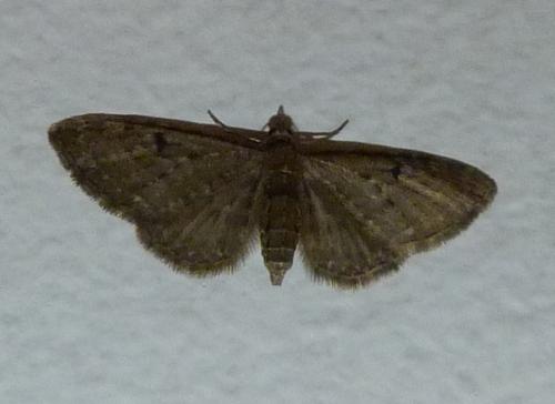 Eupithecia virgaureata