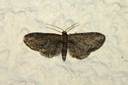 Réf. 204 481 : Eupithecia vulgata