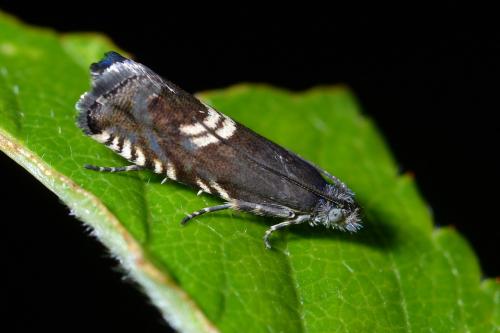 Grapholita sp.