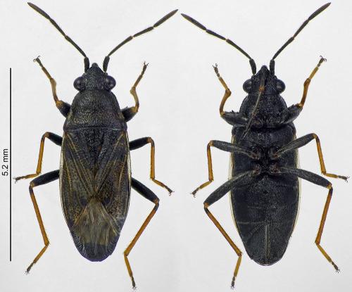 Réf. 204 671 : Peritrechus gracilicornis