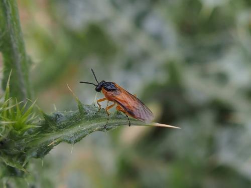Réf. 204 751 : Athalia sp.