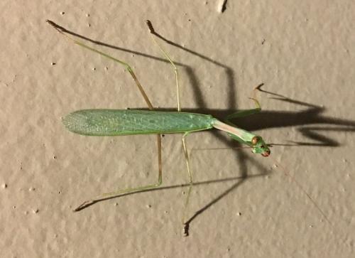 Miomantis sp.