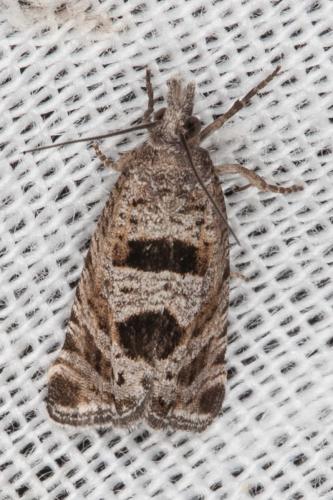Réf. 204 085 : Eriopsela quadrana