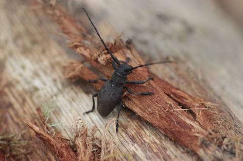 Réf. 204 729 : Morimus asper