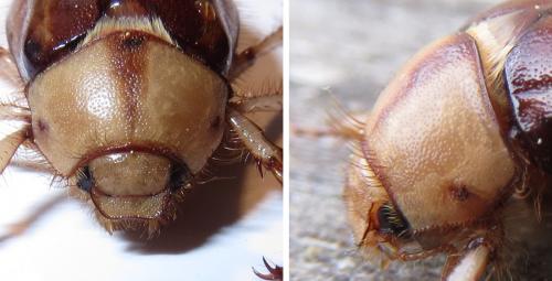 Réf. 204 460 : Rhizotrogus sp.