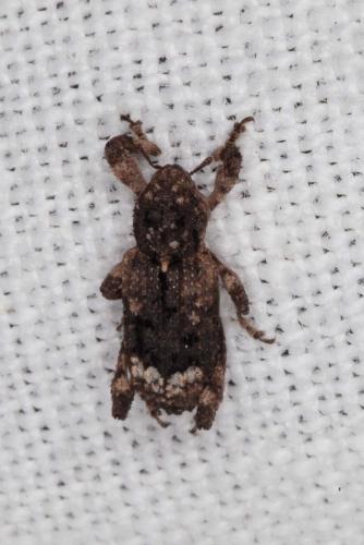 Camptorhinus statua