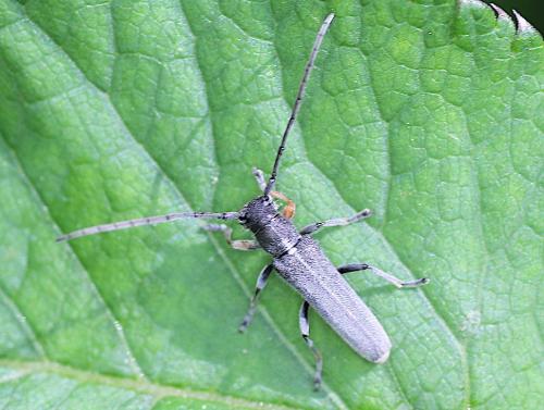 Phytoecia cylindrica