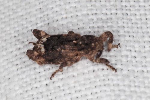 Camptorhinus statua