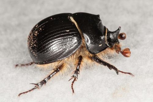 Bolbelasmus gallicus