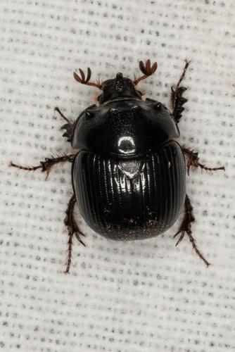 Bolbelasmus gallicus