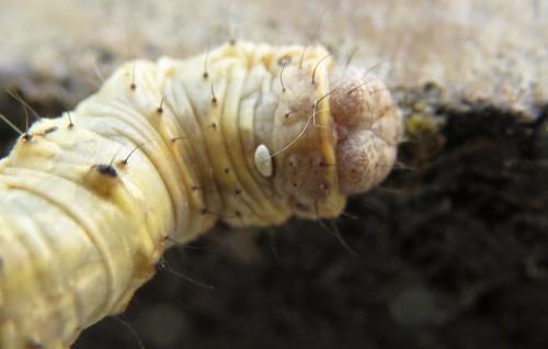 Phigalia pilosaria