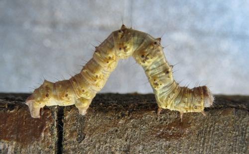 Phigalia pilosaria