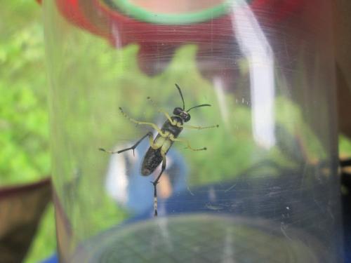 Macrophya montana