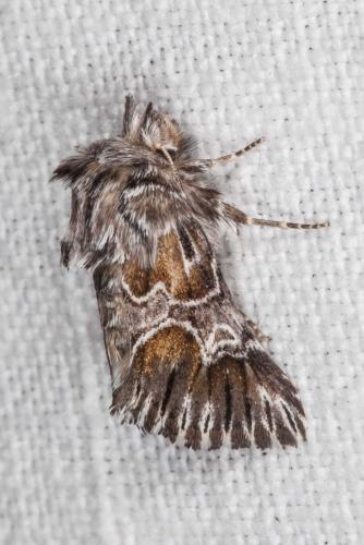 Amephana aurita
