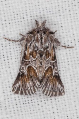 Amephana aurita