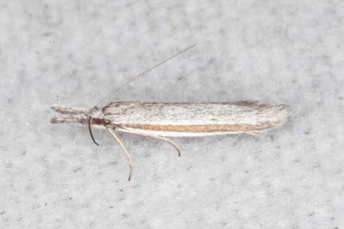 Pleurota ericella