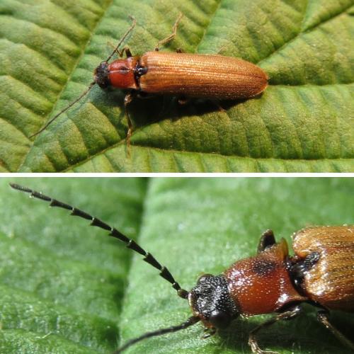Réf. 204 337 : Denticollis linearis