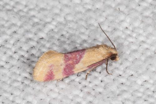 Diceratura amaranthica