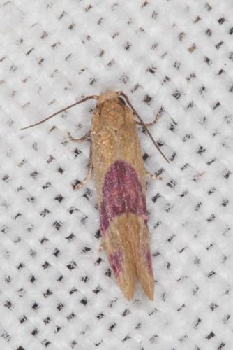 Diceratura amaranthica
