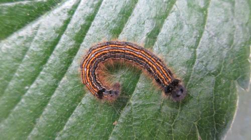 Réf. 204 285 : Malacosoma neustria