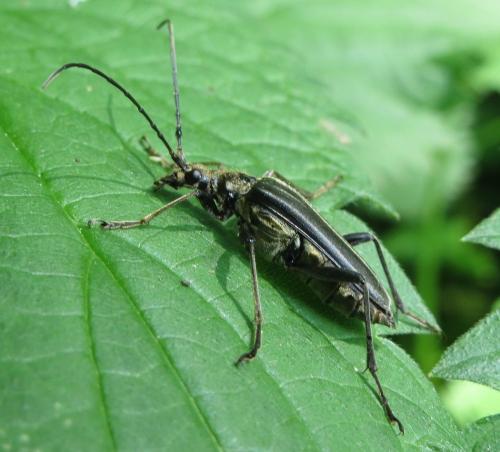 Réf. 204 641 : Stenocorus meridianus