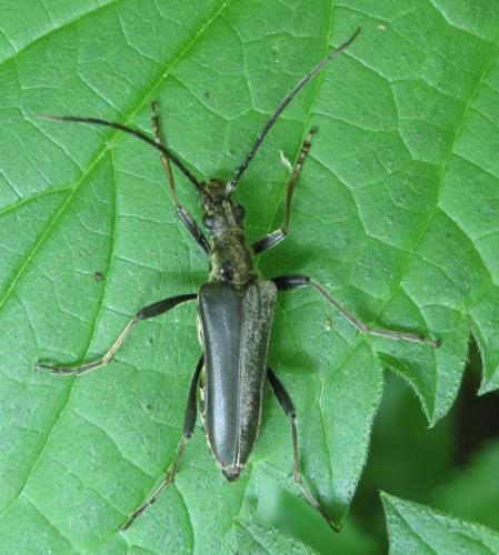 Stenocorus meridianus