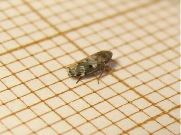 Réf. 204 409 : Sardius argus