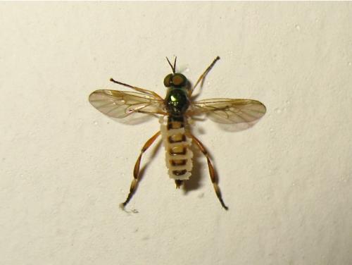 Chorisops tibialis