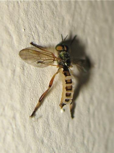 Chorisops tibialis