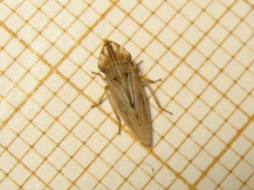 Réf. 204 507 : Eupelix cuspidata