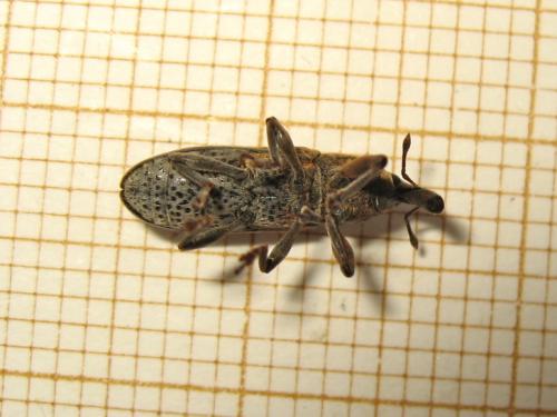 Réf. 204 593 : Lixus punctiventris