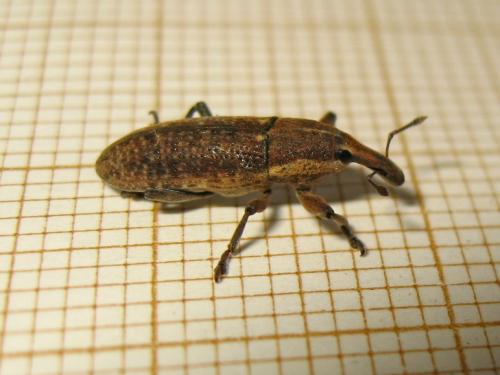 Réf. 204 594 : Lixus punctiventris