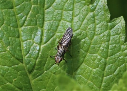 Dorycera graminum