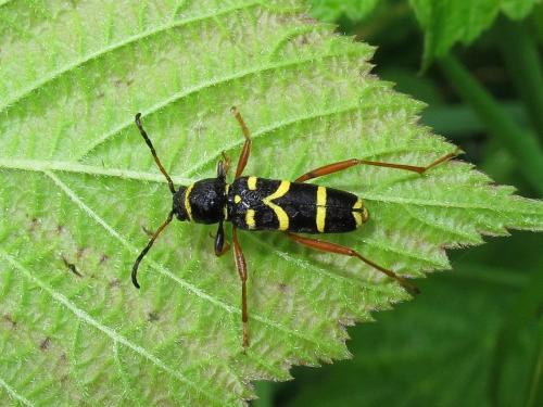 Clytus arietis