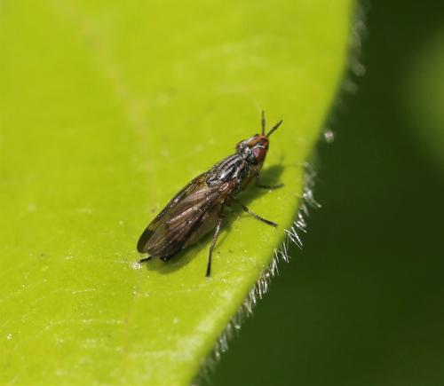 Dorycera graminum