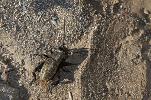 Réf. 204 538 : Gryllus campestris
