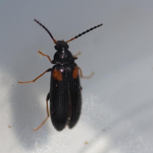 Réf. 204 880 : Mycetochara humeralis