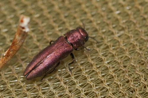 Réf. 204 559 : Agrilus sp.